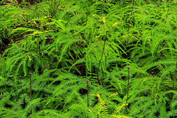 Triplet Falls Fern Detail