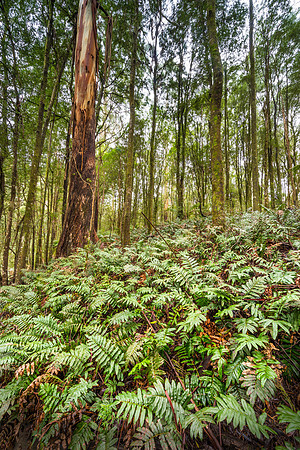 Triplet Falls Ferns II Wide