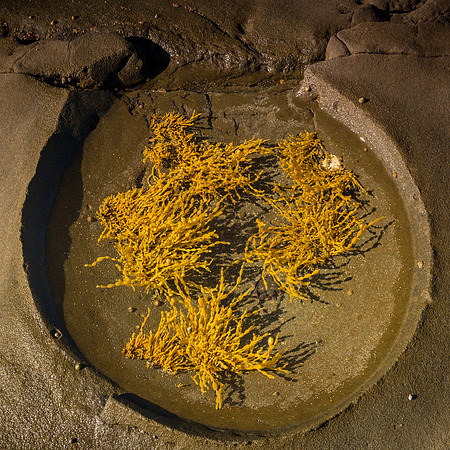 Marengo Reefs Marine Sanctuary II