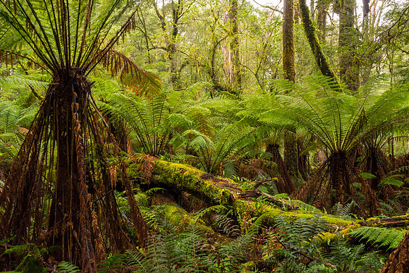 Triplet Falls Ferns I