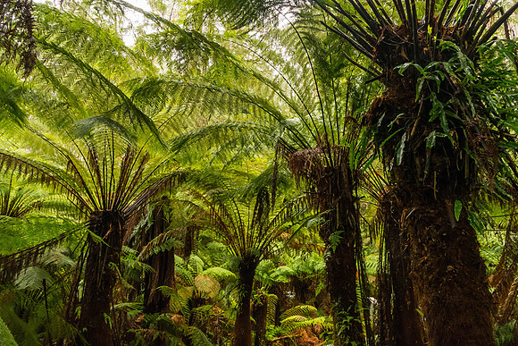 Triplet Falls Ferns IV