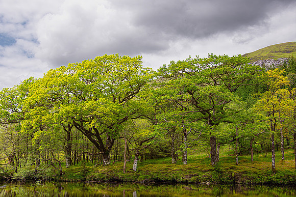 River Orchy Spring Trees