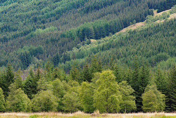Glen Orchy Trees, Scotland