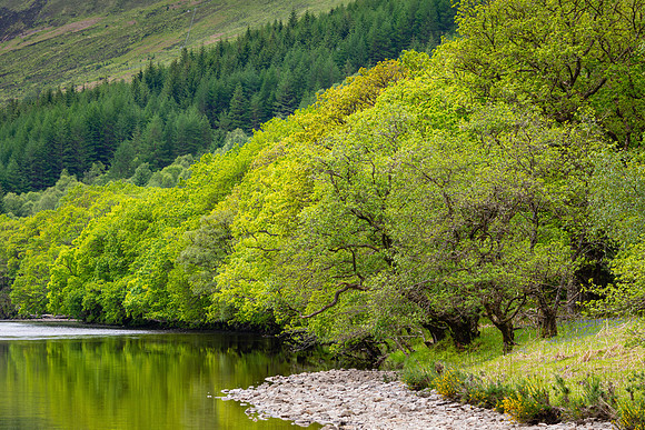 River Orchy Trees
