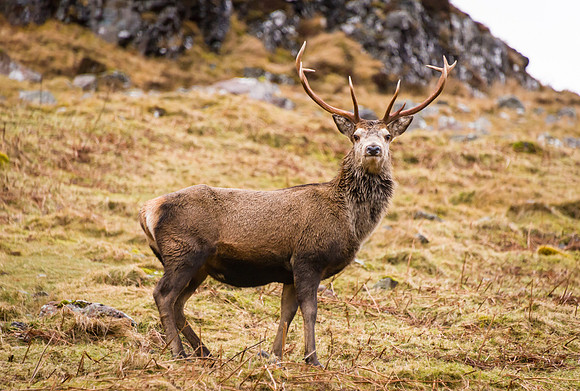 Glencoe