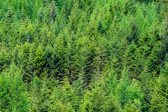 Glen Orchy Tree Patterns