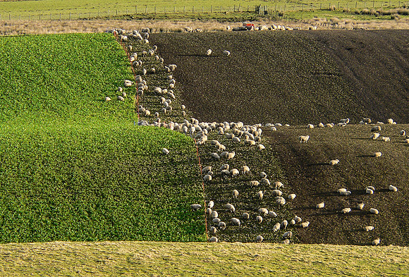 Scottish Field