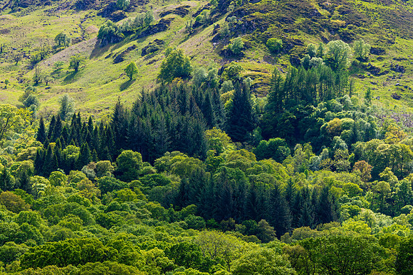 Trees, Kenmore, Perthshire