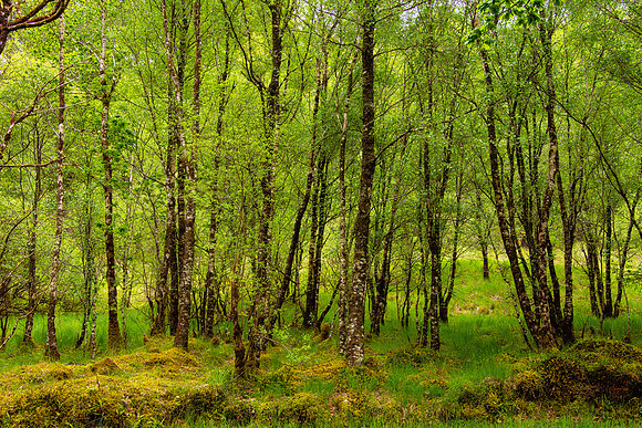 Glen Orchy Forest, Scotland