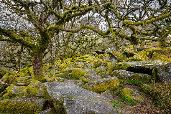 Wistman's Wood
