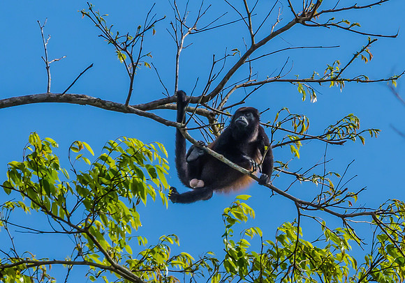 Howler Monkey