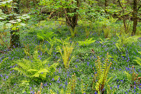 Brownsham Wood