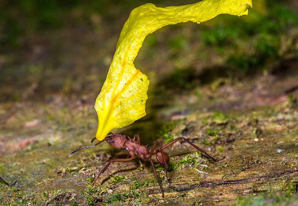 Leaf Cutter Ant