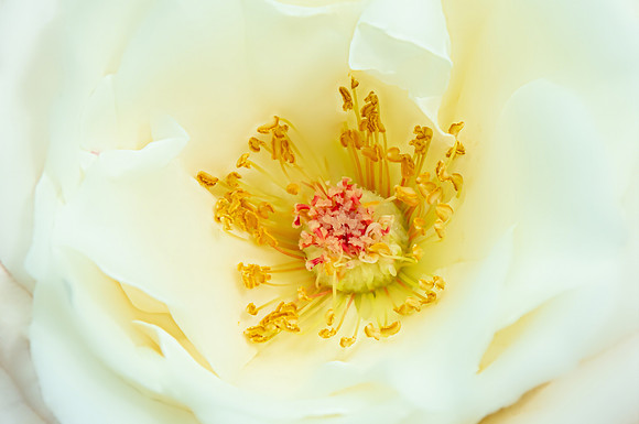 "White Rose"