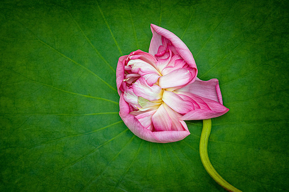 "Dying Lotus"