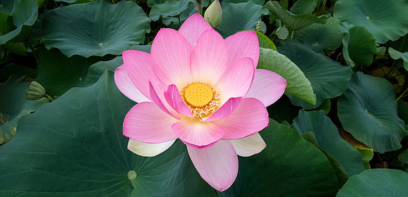 "Panoramic Lotus"