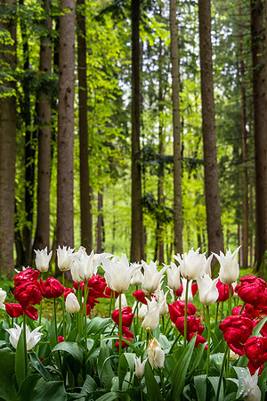 "Spring at Volcje Potok Arboretum"