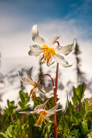 "Avalanche Lillies"