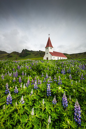 "Lupins at Vik"