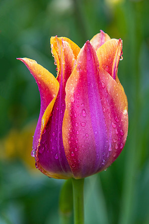 "Spring Rain"