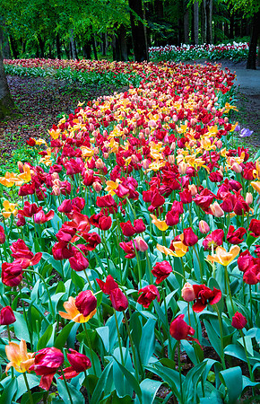 "Tulips on Parade"