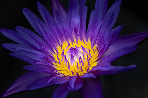 "Purple Caress"