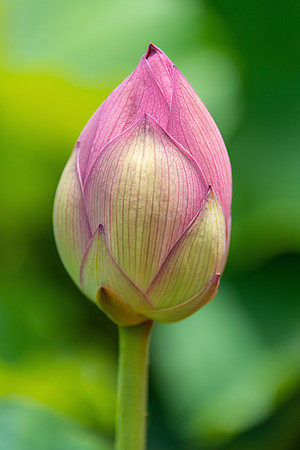 "Lotus Bud"