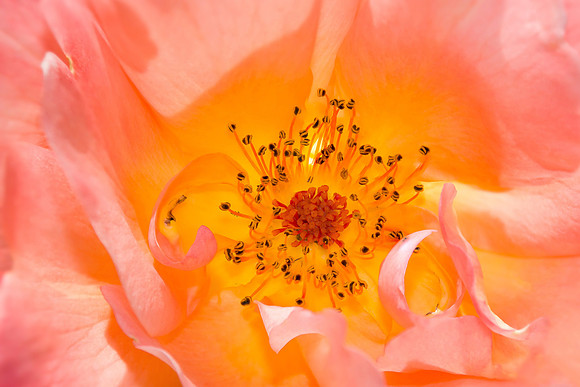 "Rosy Glow"