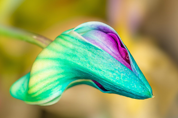 "Singapore Orchid Bud"