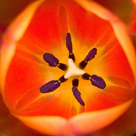 "Orange Tulip"