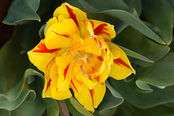 "Folded Beauty"