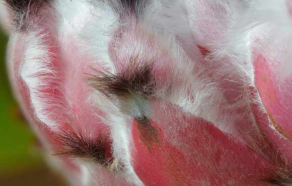 "Protea Petals"