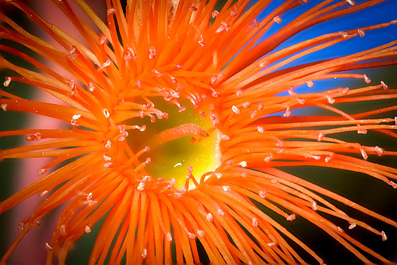 "Flowering Gum VI"