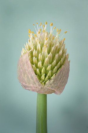 "Spring Onion Study I"