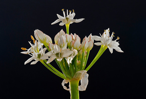 "Chive Flower"