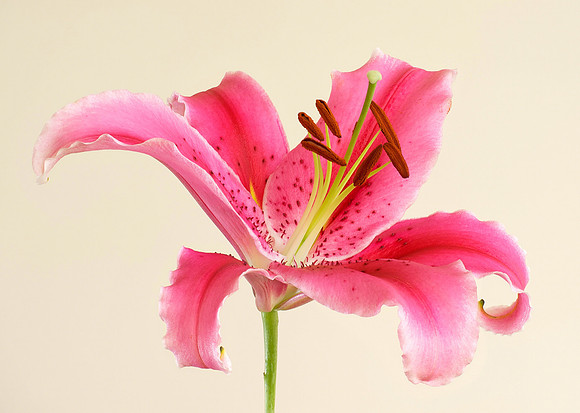 "Oriental Lily"
