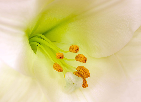 "Christmas Lilly"