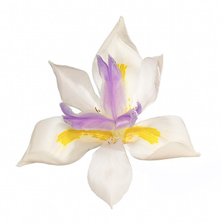 "Wild Iris"