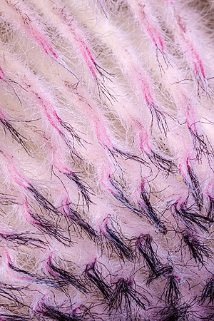 "Protea Hairs"