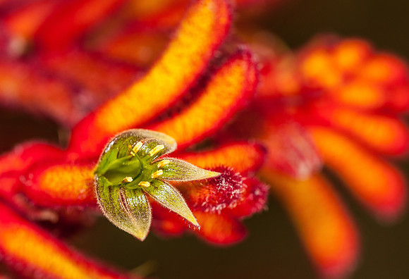 "Kangaroo Paw"
