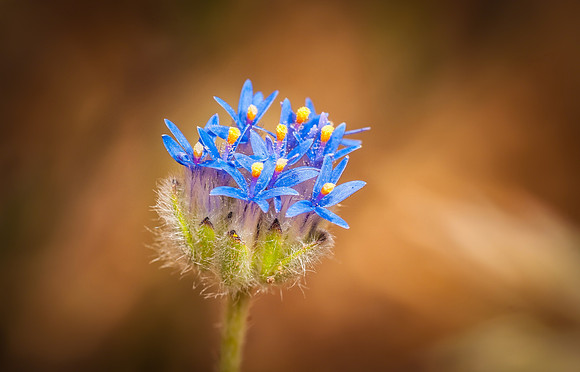 "Brunonia Australis"