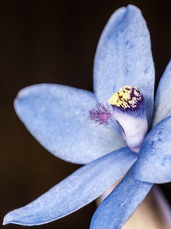 "Queen Orchid"