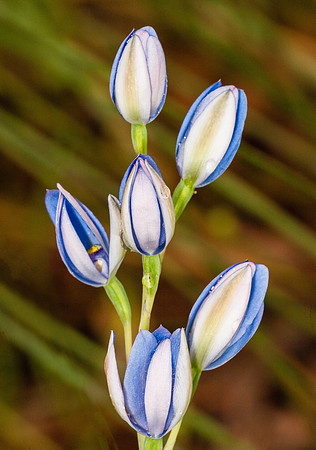 "Queen Orchid Buds"