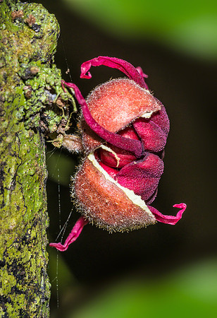 "Beetle Flower"