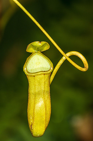 "Costa Rican Pitcher Plant"