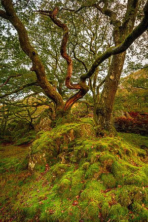"Woodland at Llynn Dinas"