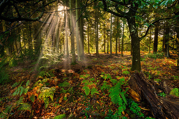 "Rays of Life"