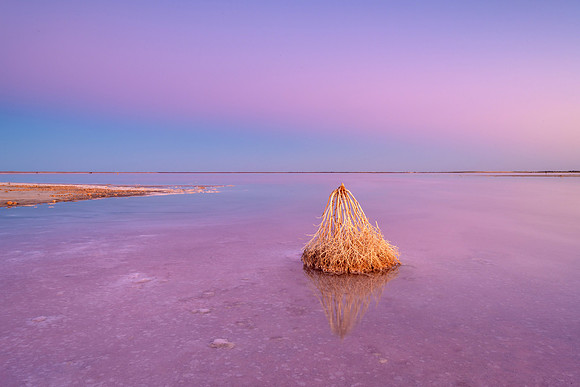 "In the Pink"