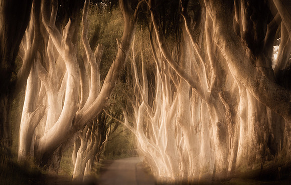 "Dark Hedges"