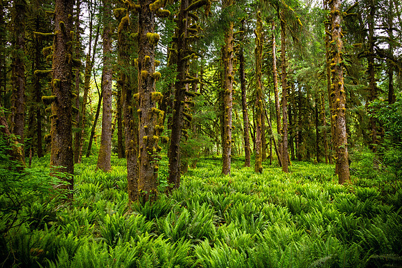 "Pristine Forest"